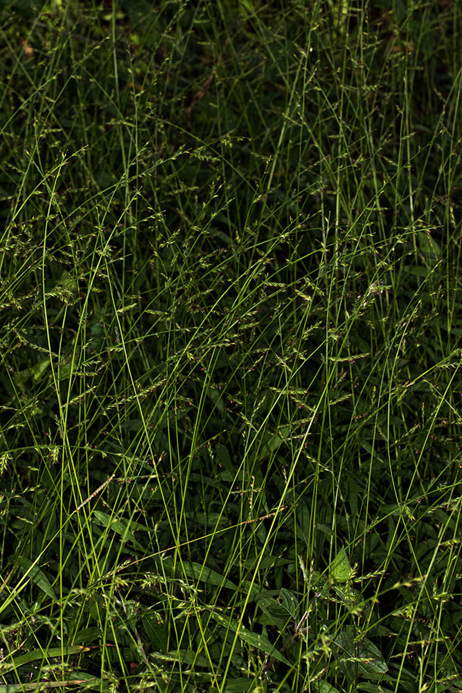 Oplismenus hirtellus Oplismenus hirtellus