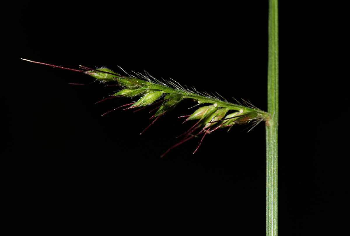 Oplismenus hirtellus Oplismenus hirtellus