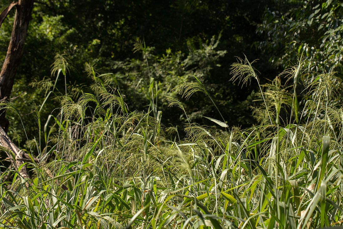 Panicum maximum Panicum maximum