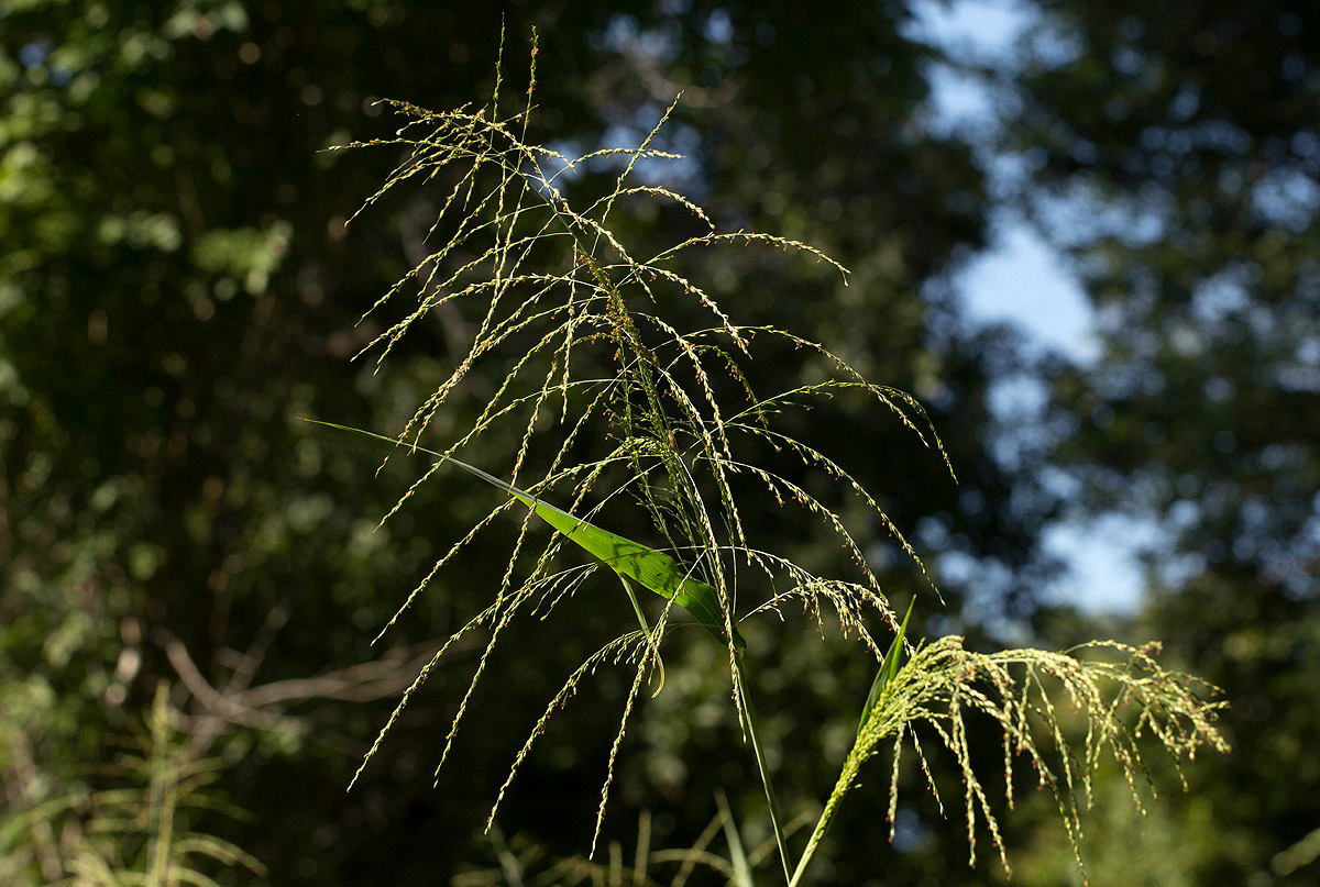Panicum maximum Panicum maximum