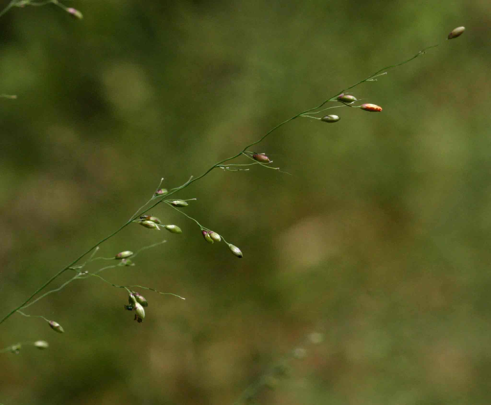 Panicum maximum Panicum maximum