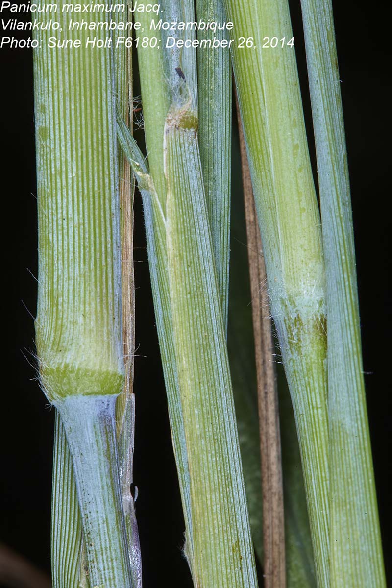 Panicum maximum Panicum maximum