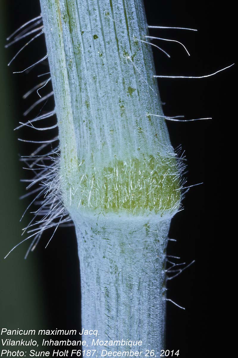 Panicum maximum Panicum maximum