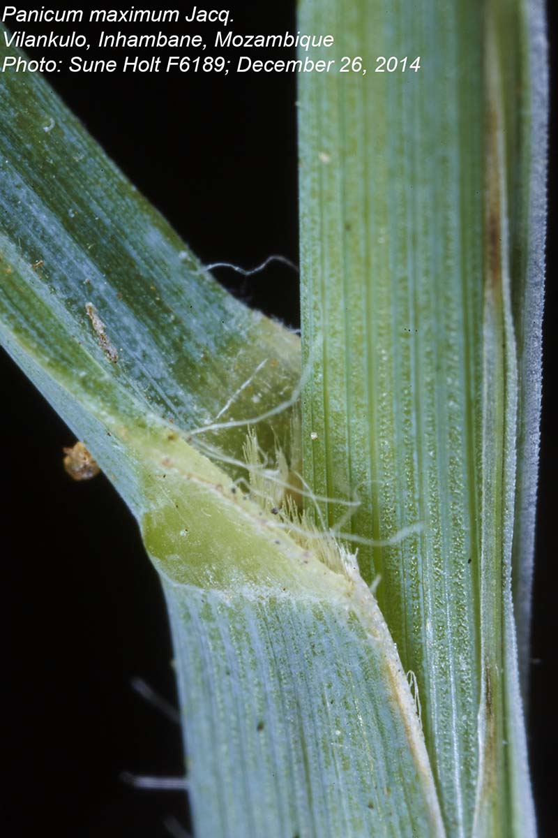 Panicum maximum Panicum maximum