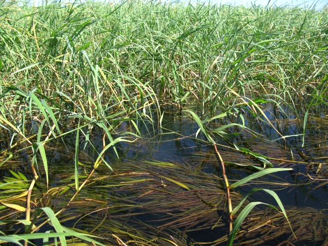 Panicum subalbidum Panicum subalbidum