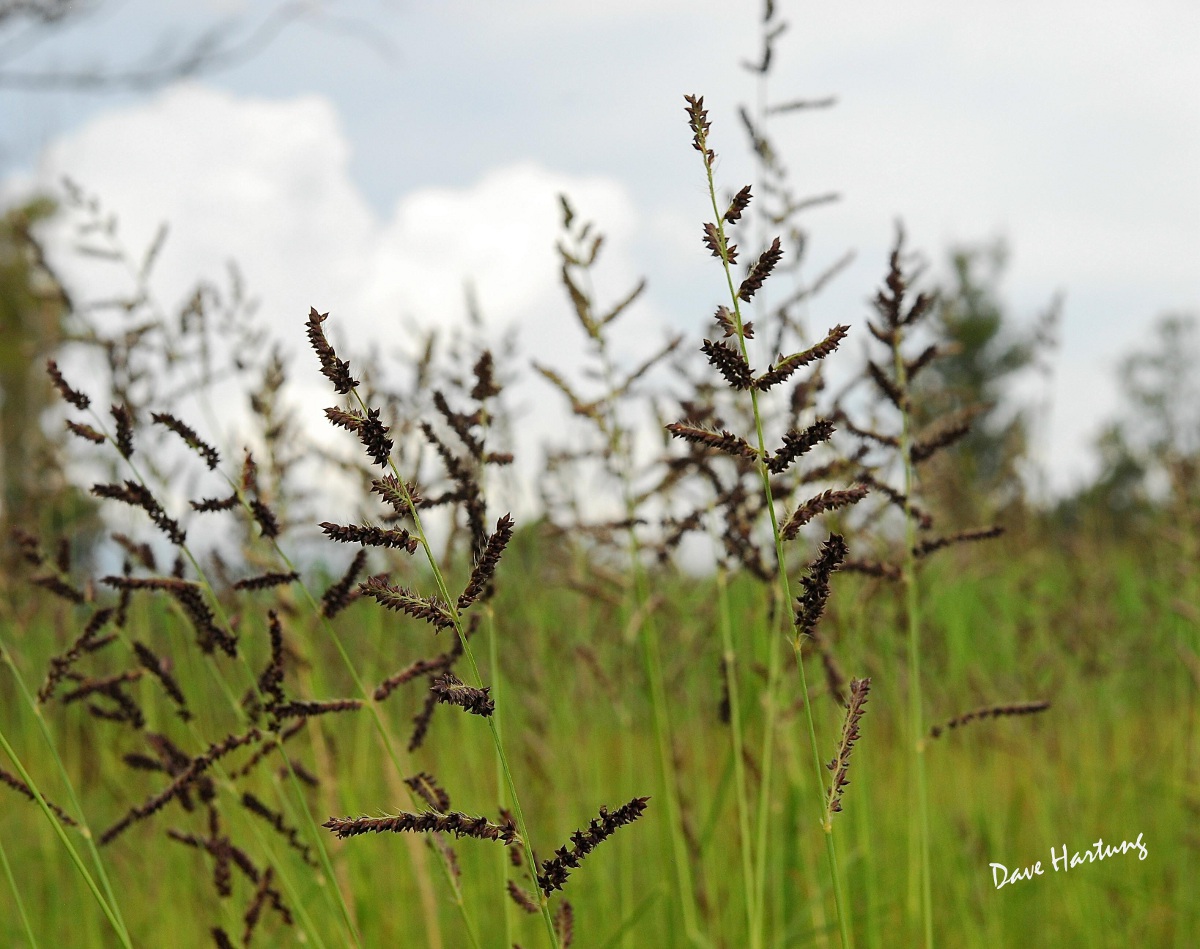 Echinochloa pyramidalis Echinochloa pyramidalis