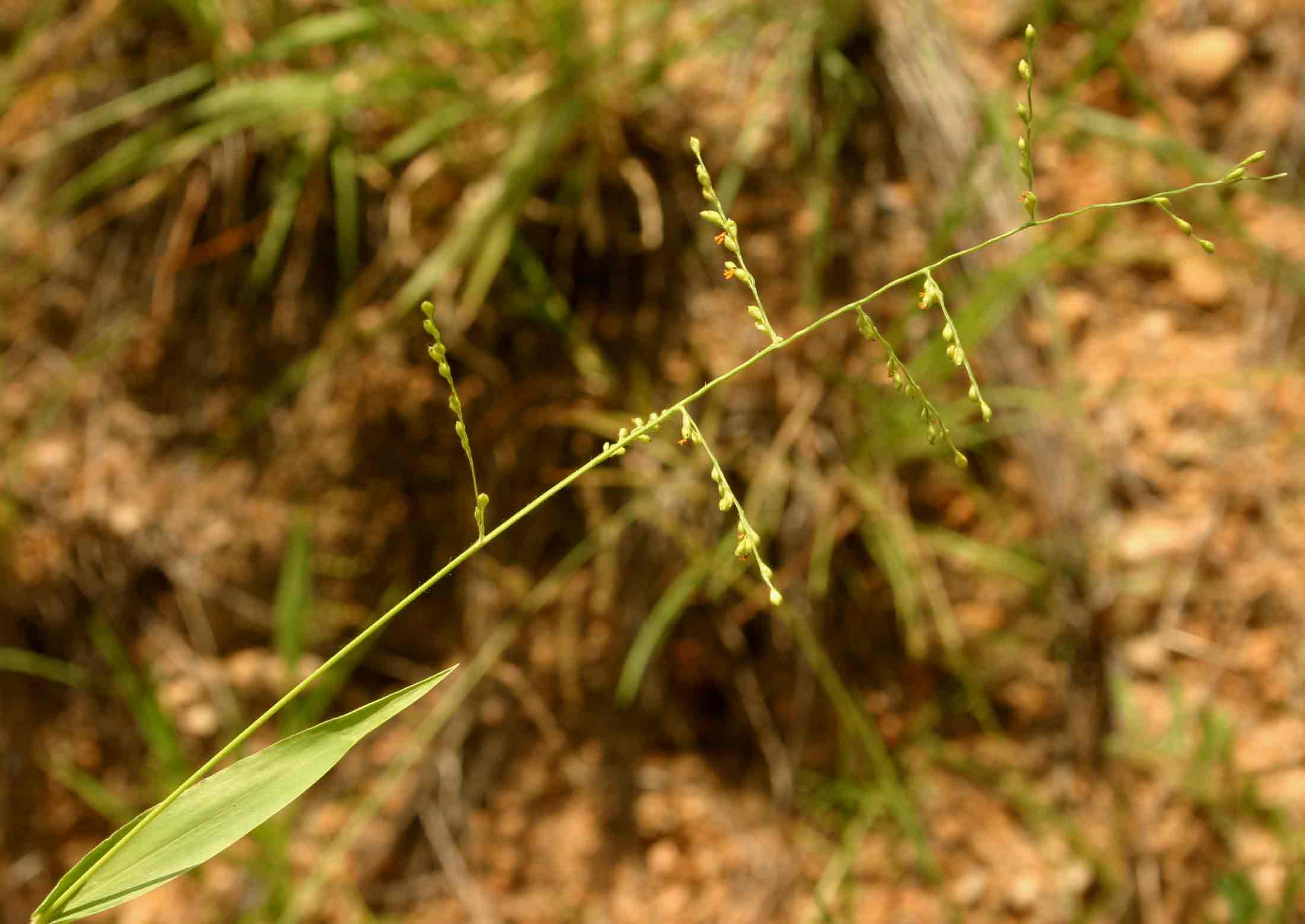 Urochloa deflexa Urochloa deflexa