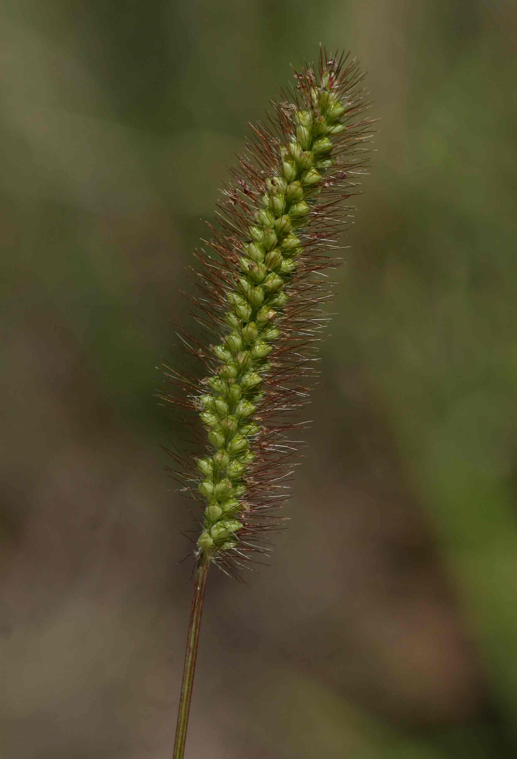 Setaria pumila Setaria pumila