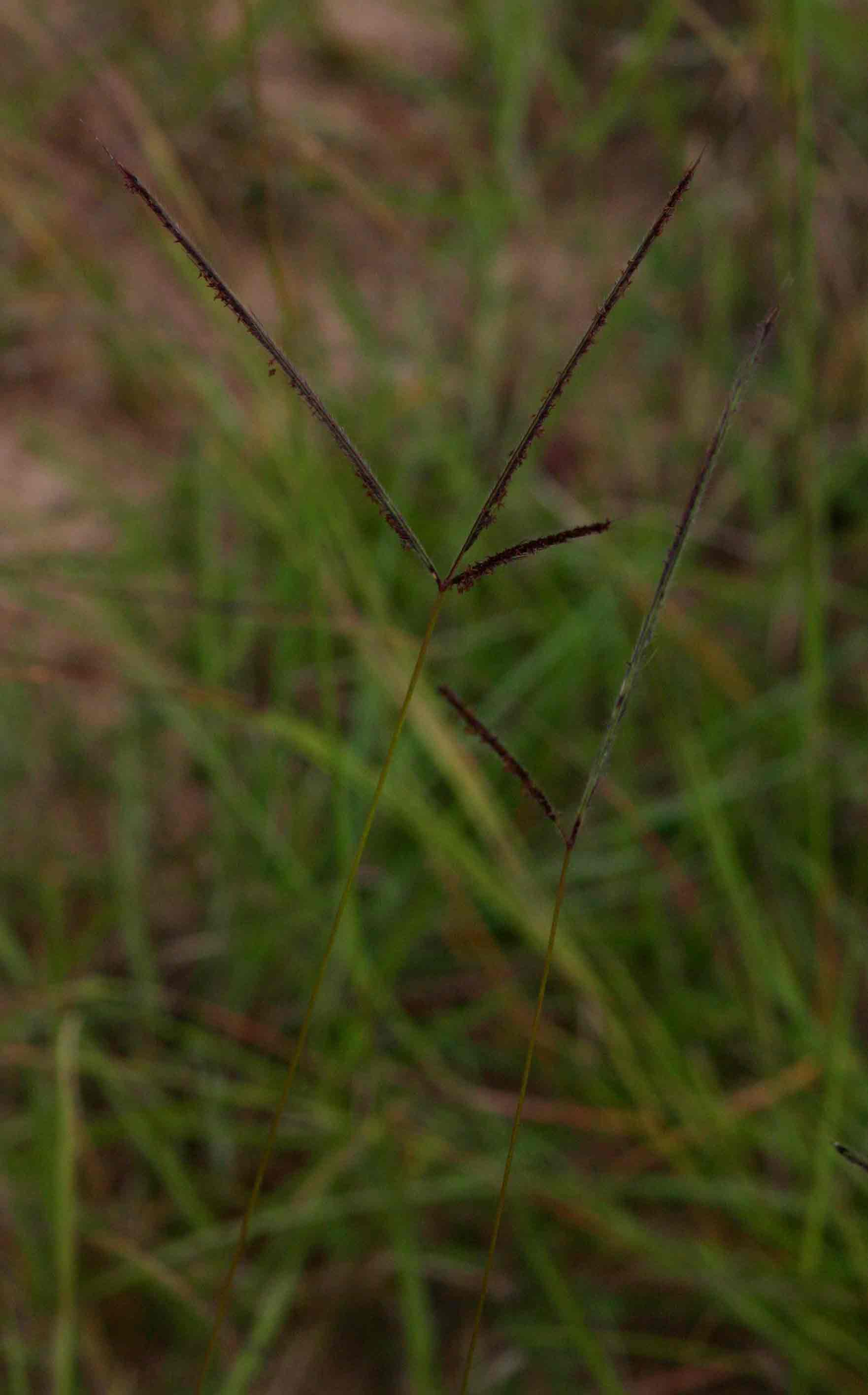 Stereochlaena cameronii Stereochlaena cameronii