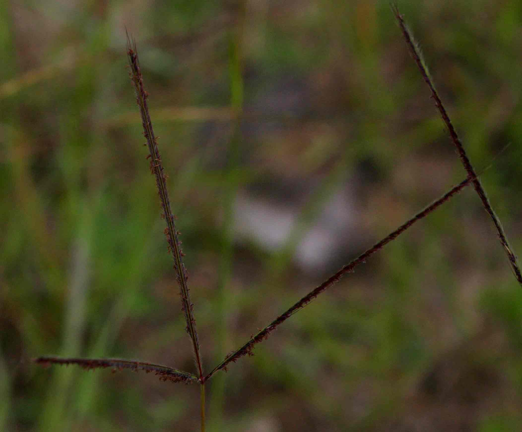 Stereochlaena cameronii Stereochlaena cameronii