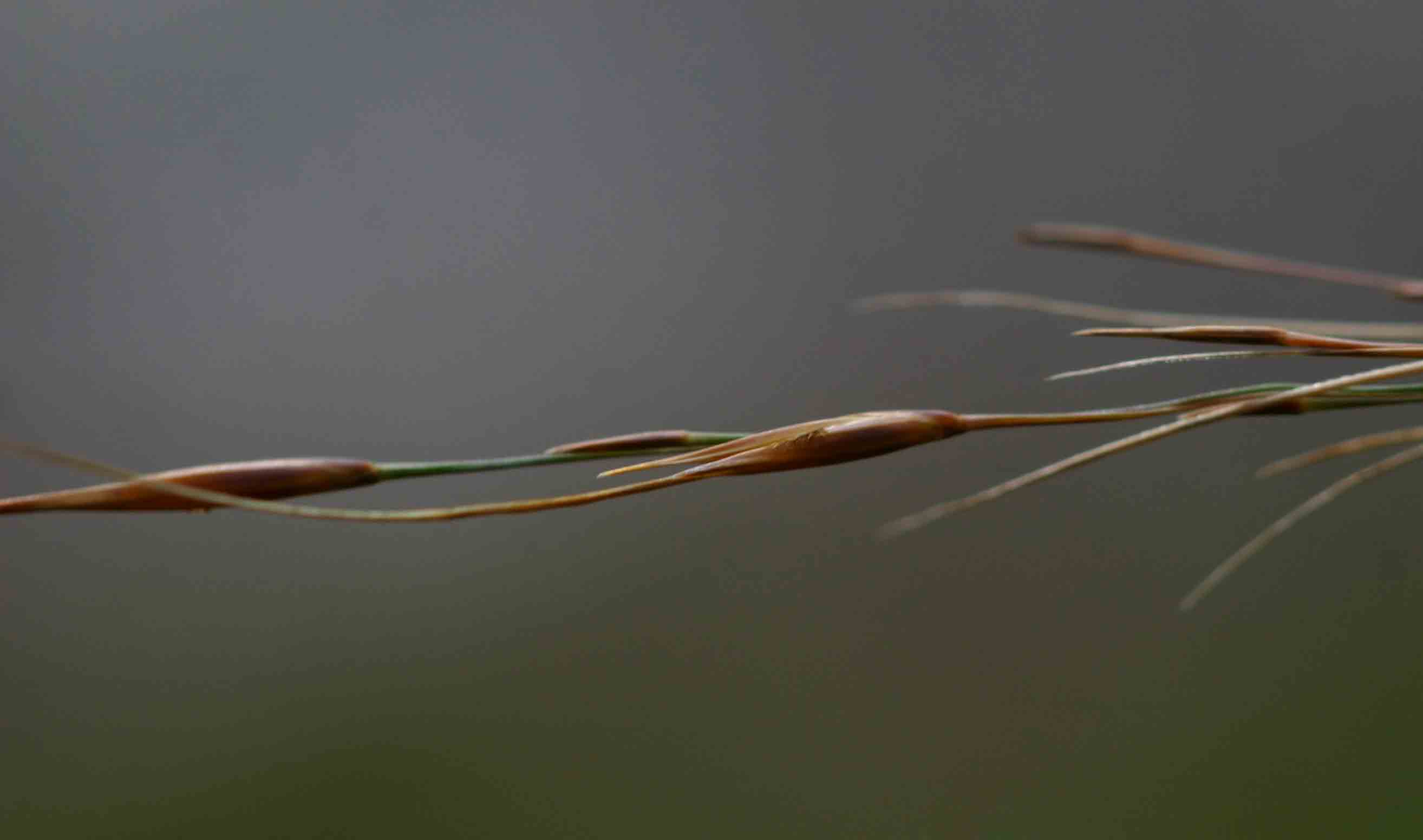 Loudetia simplex Loudetia simplex