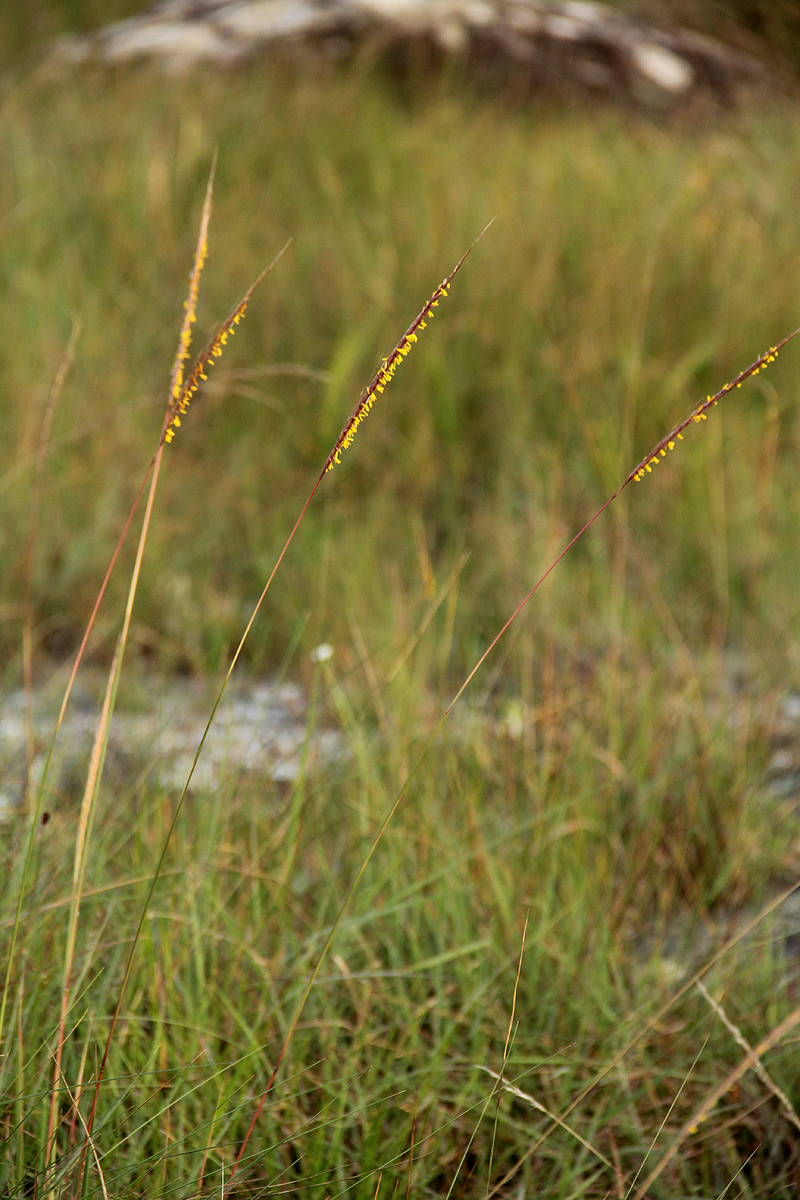 Trachypogon spicatus Trachypogon spicatus