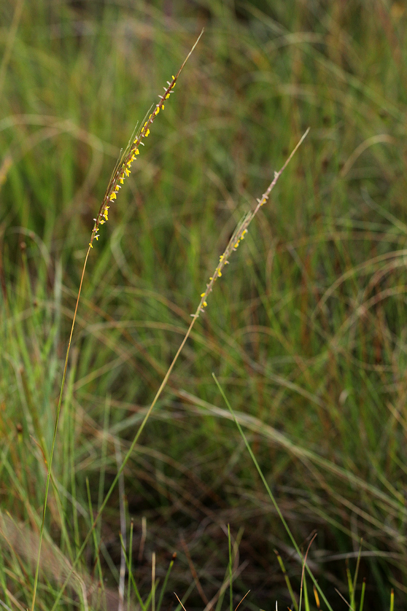 Trachypogon spicatus Trachypogon spicatus