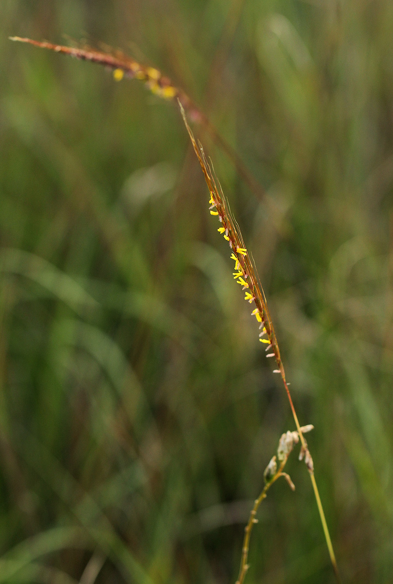 Trachypogon spicatus Trachypogon spicatus