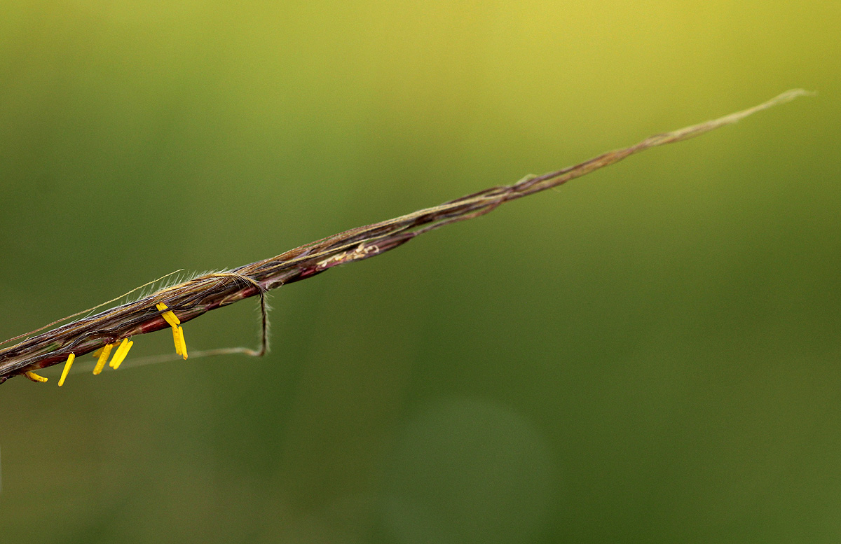 Trachypogon spicatus Trachypogon spicatus