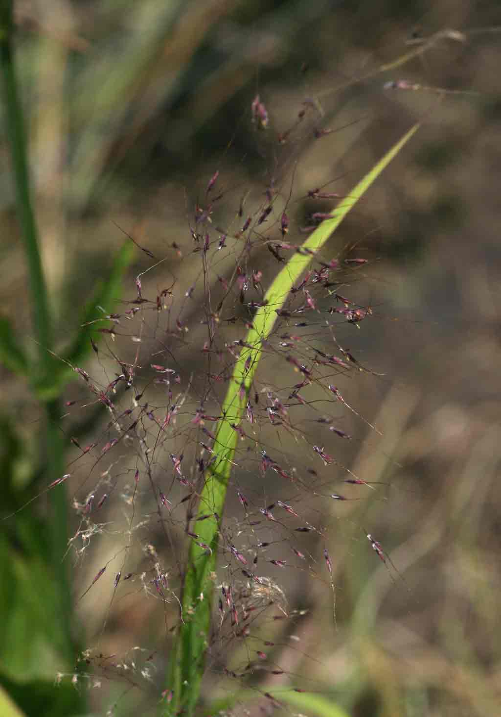 Capillipedium parviflorum Capillipedium parviflorum