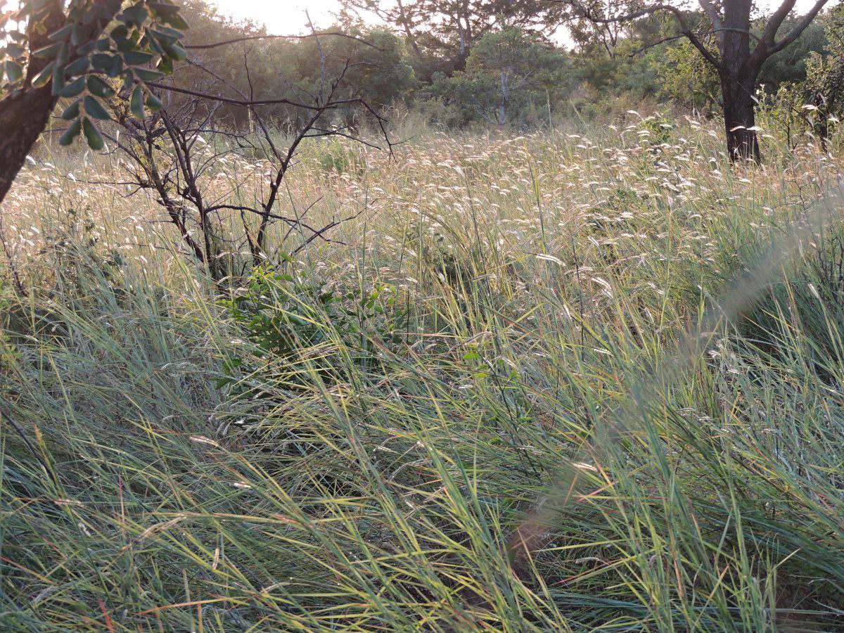Heteropogon contortus Heteropogon contortus