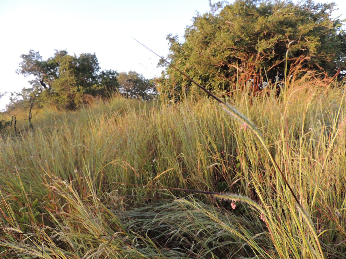 Heteropogon contortus Heteropogon contortus