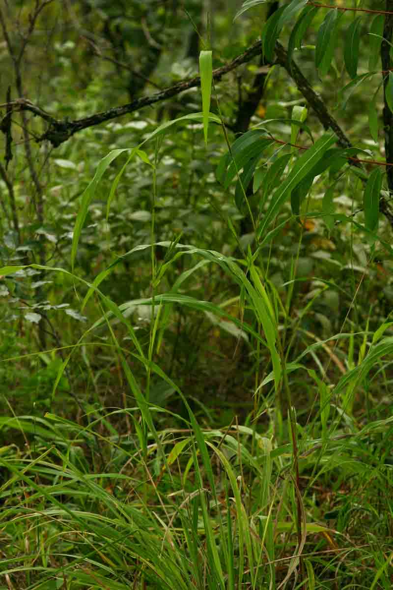 Rottboellia cochinchinensis Rottboellia cochinchinensis