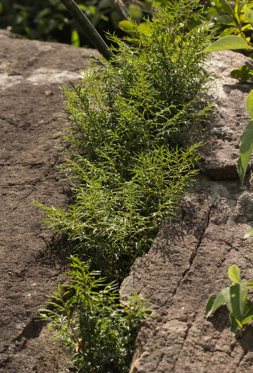 Gonatopus angustus Gonatopus angustus