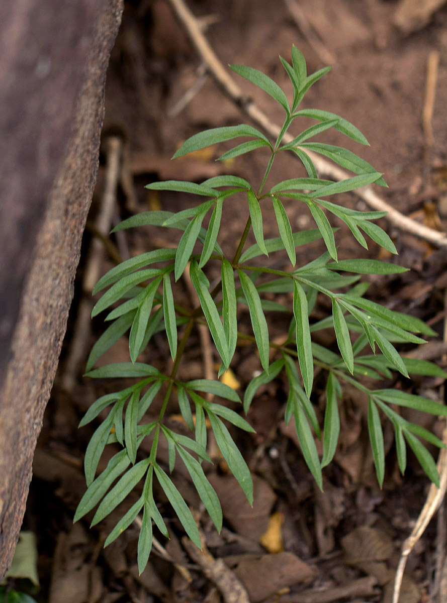 Gonatopus angustus Gonatopus angustus