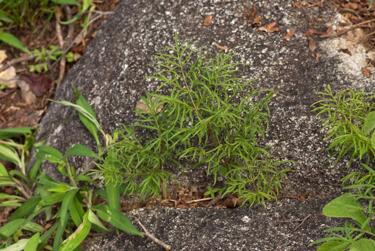Gonatopus angustus Gonatopus angustus