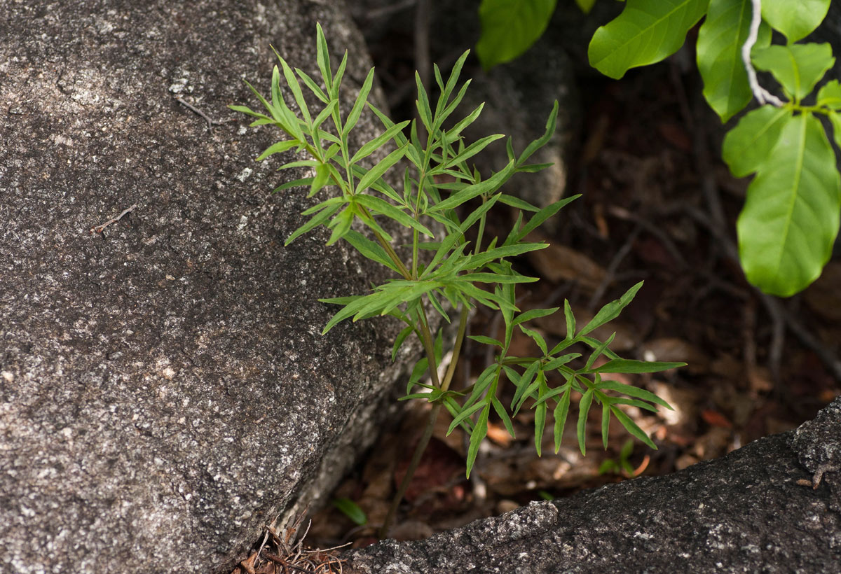 Gonatopus angustus Gonatopus angustus