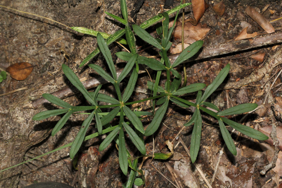 Gonatopus angustus Gonatopus angustus