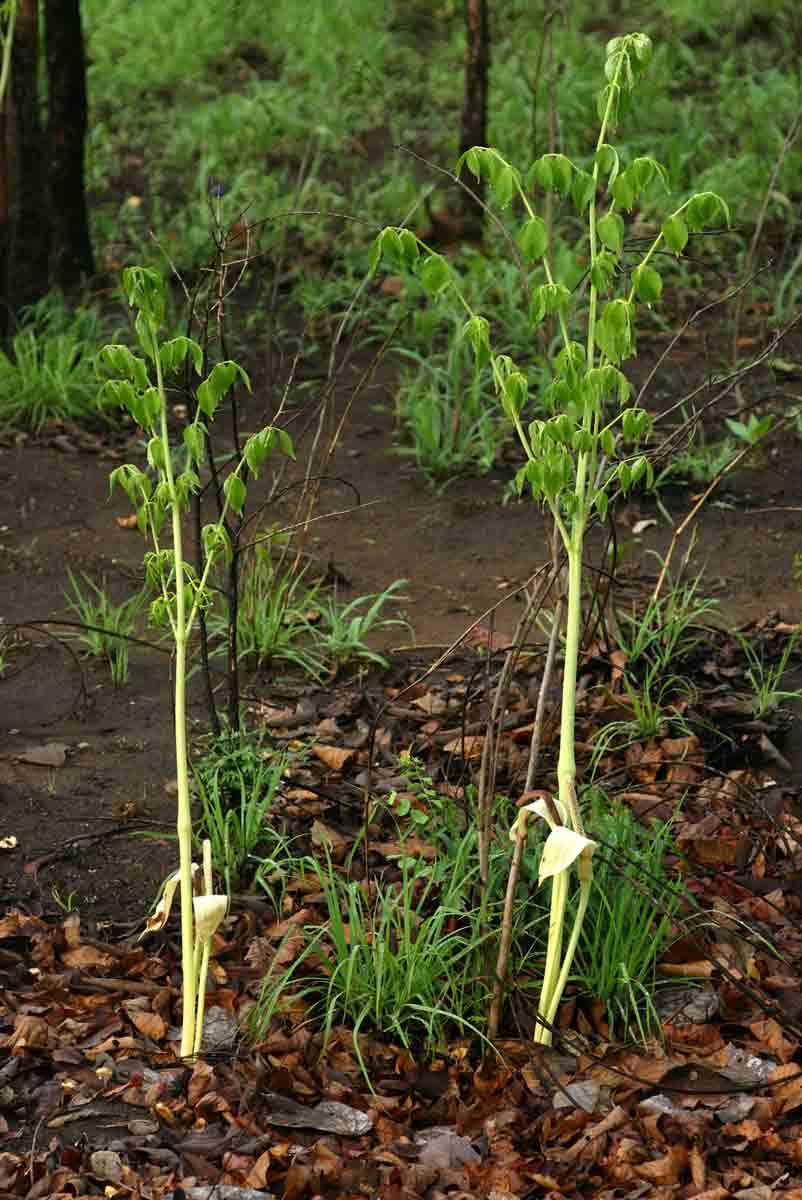 Gonatopus boivinii Gonatopus boivinii