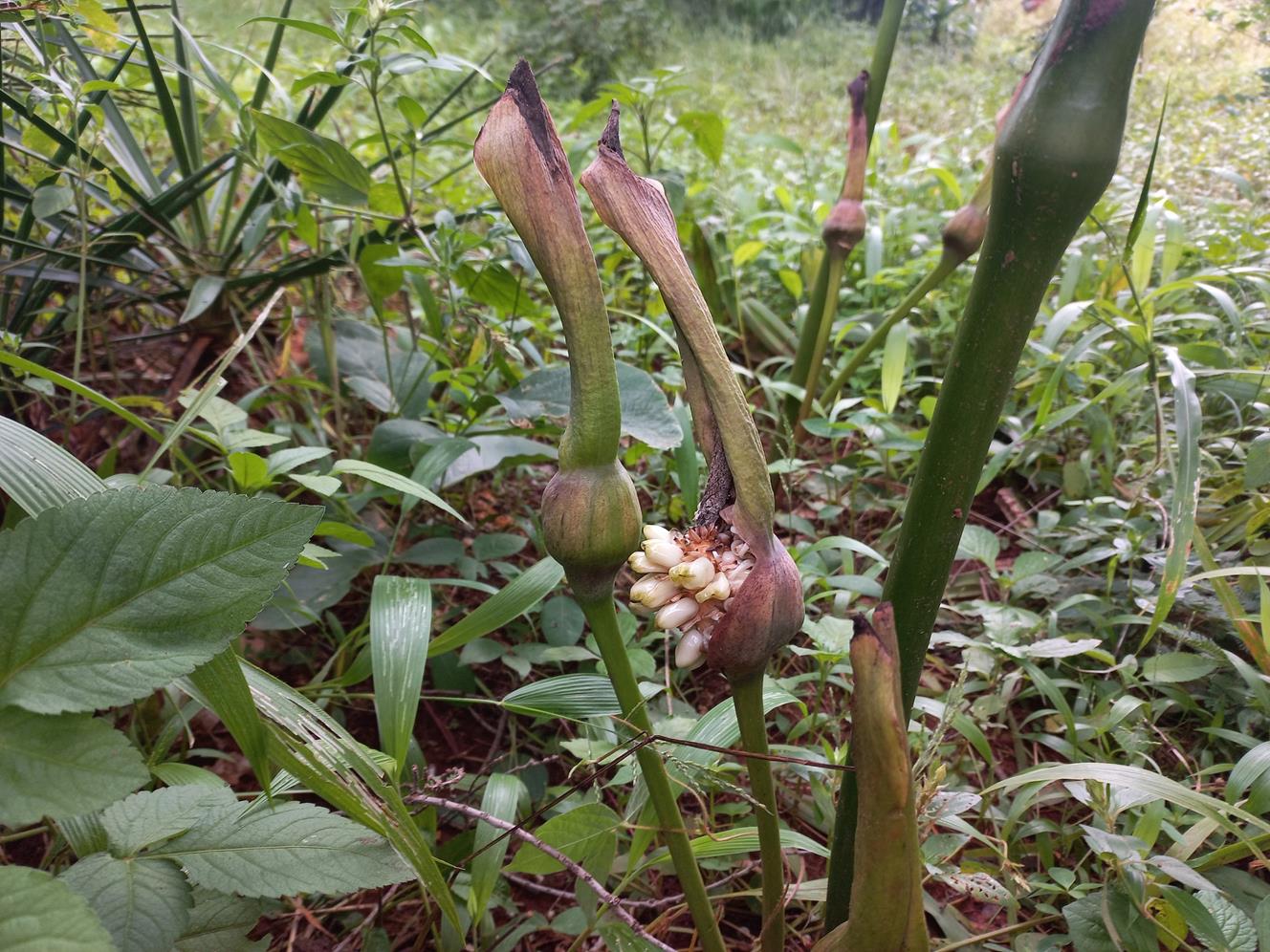 Gonatopus boivinii Gonatopus boivinii