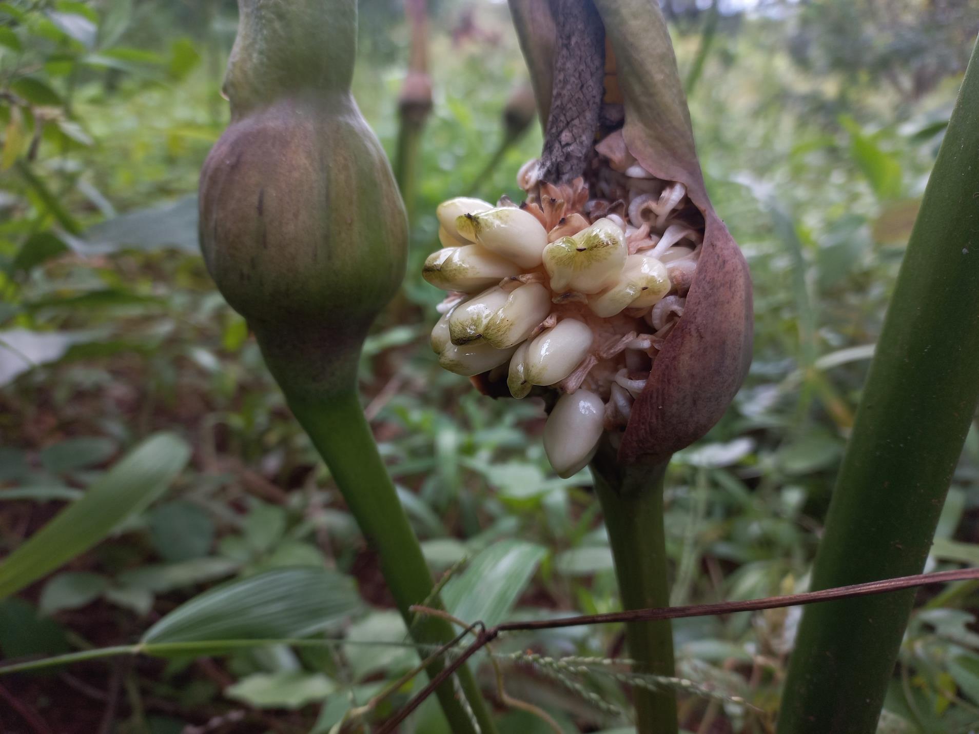 Gonatopus boivinii Gonatopus boivinii