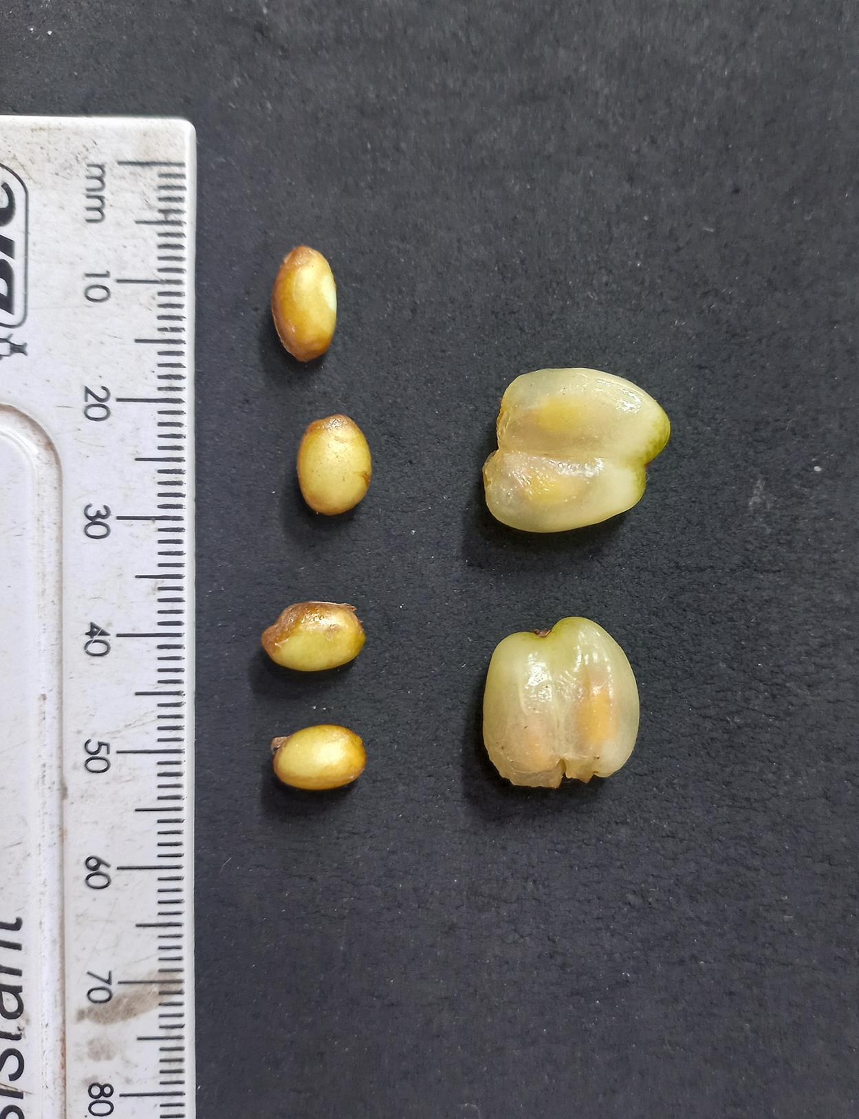 Gonatopus boivinii Gonatopus boivinii