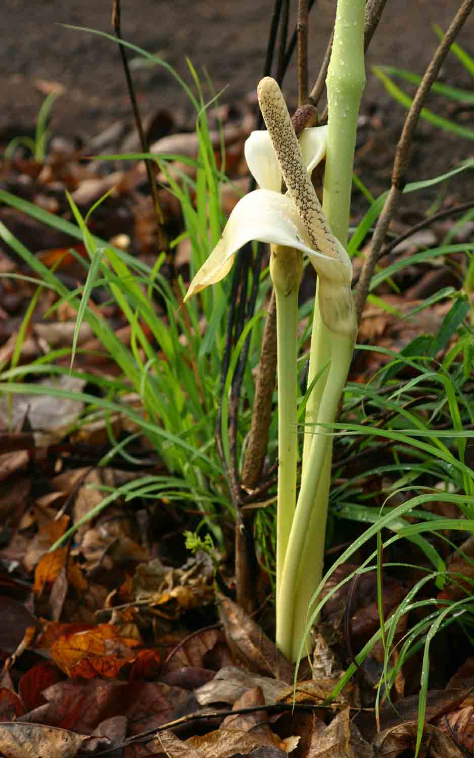 Gonatopus boivinii Gonatopus boivinii