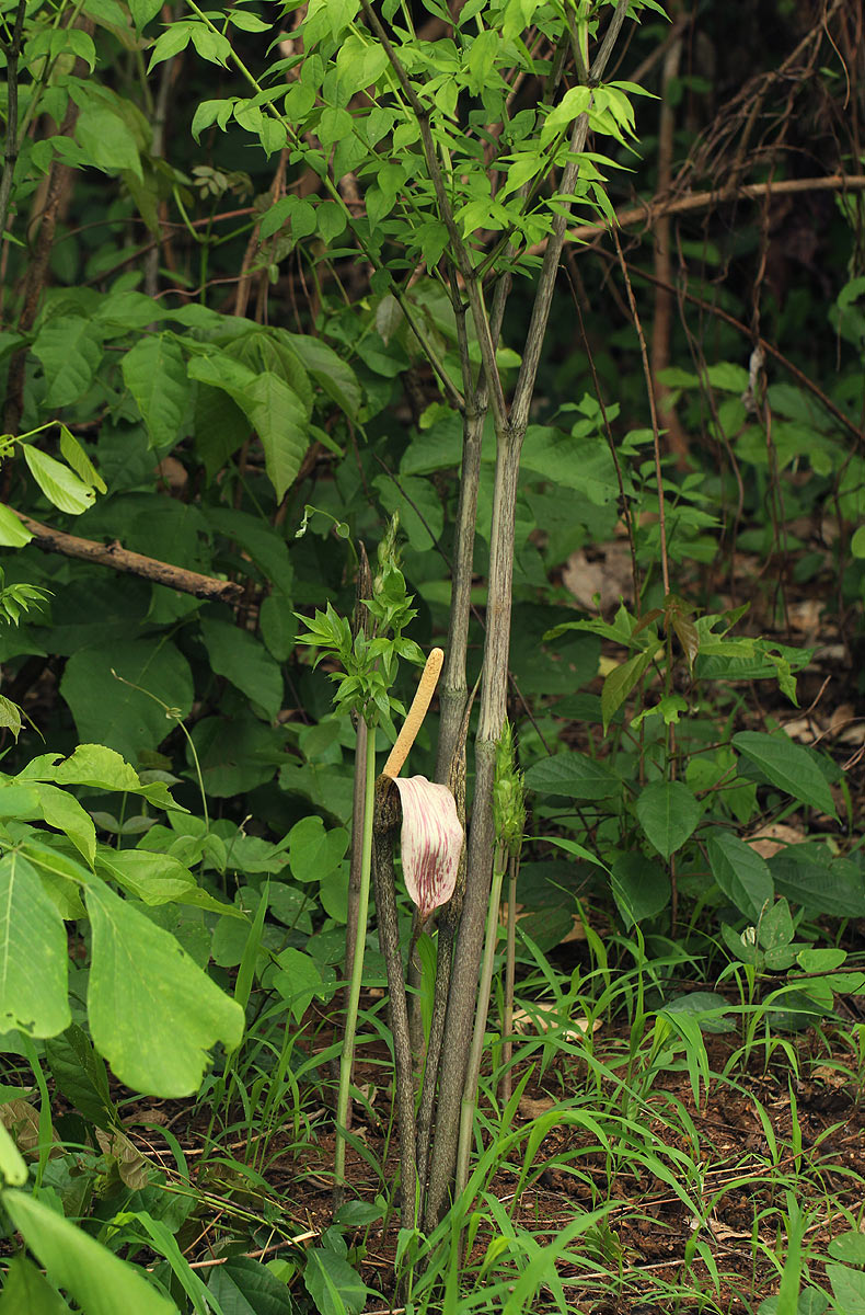 Gonatopus boivinii Gonatopus boivinii