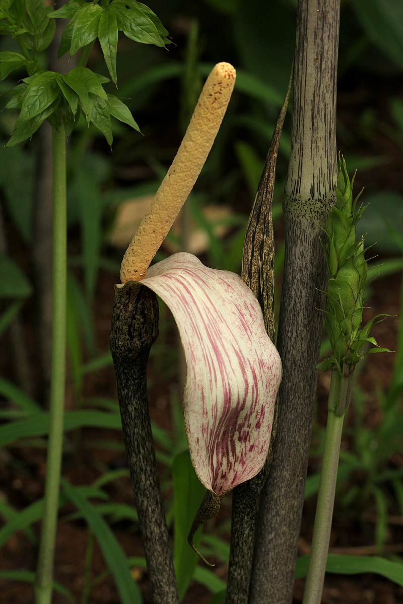 Gonatopus boivinii Gonatopus boivinii