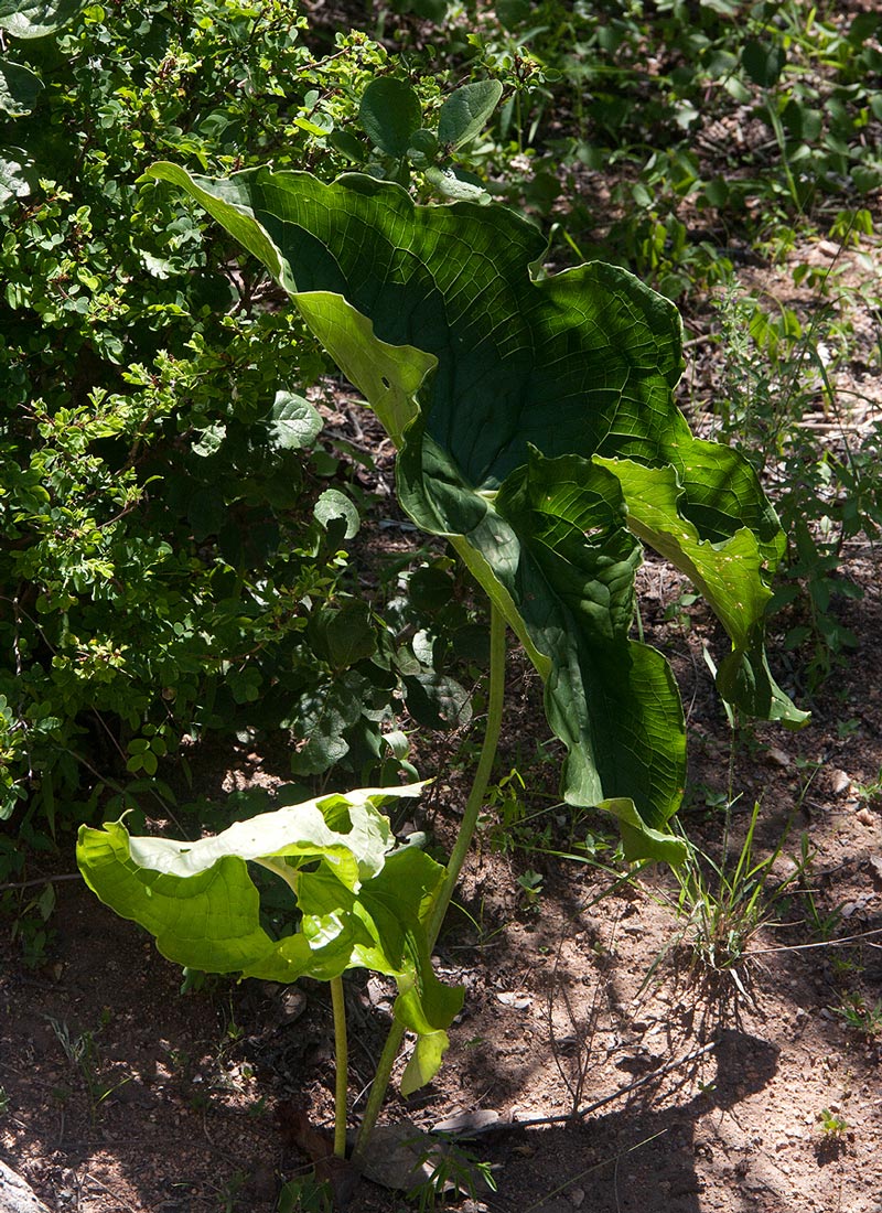 Stylochaeton puberulus Stylochaeton puberulus