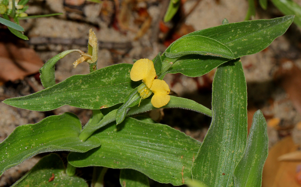 Commelina africana Commelina africana