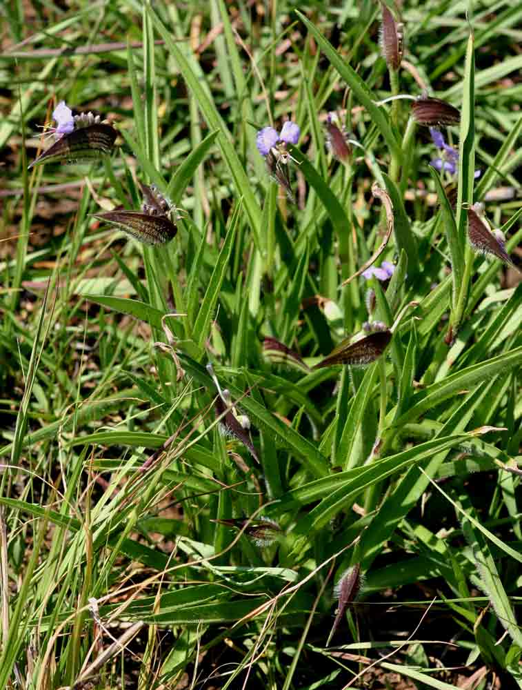 Commelina schweinfurthii subsp. ceciliae Commelina schweinfurthii subsp. ceciliae