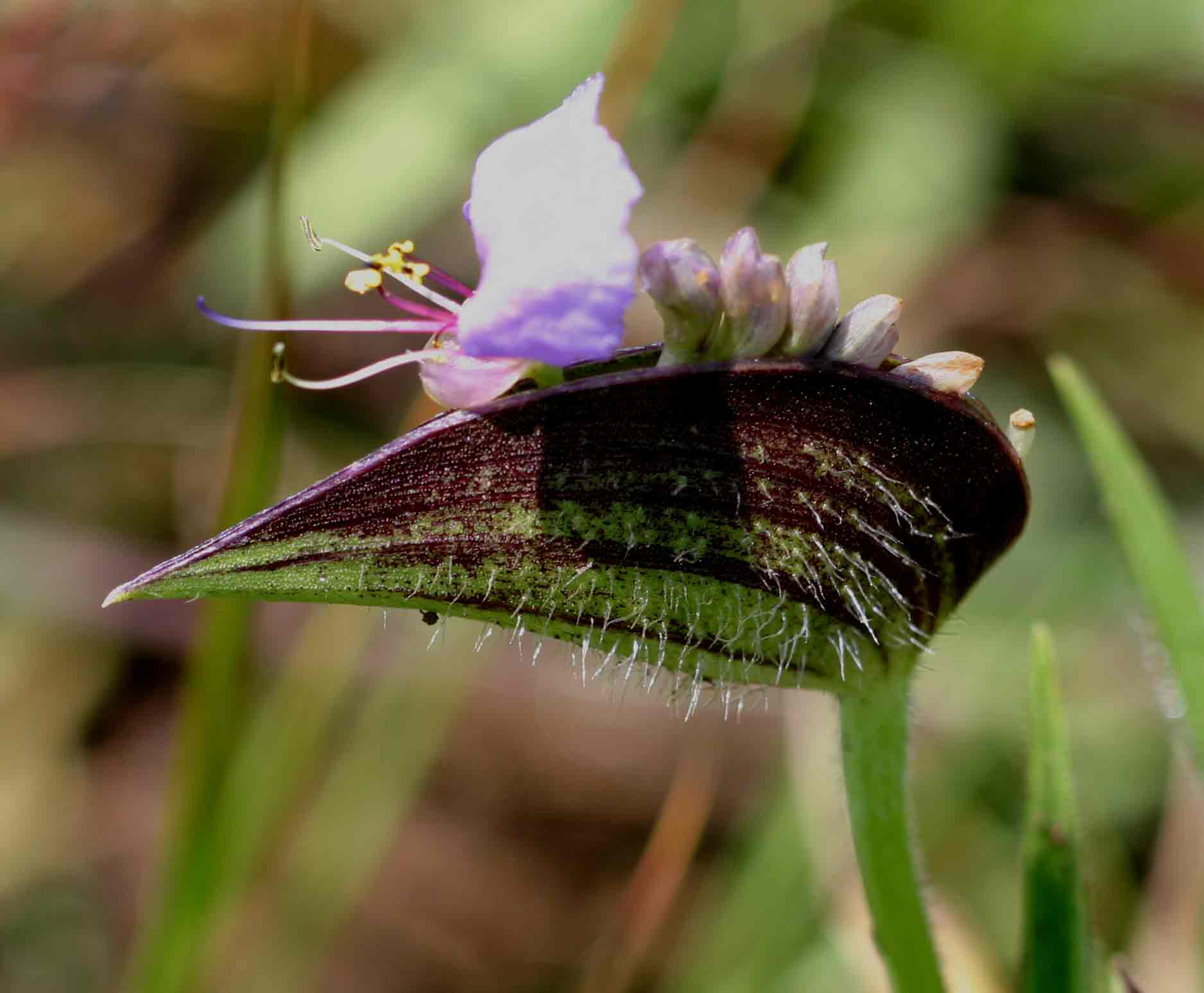 Commelina schweinfurthii subsp. ceciliae Commelina schweinfurthii subsp. ceciliae