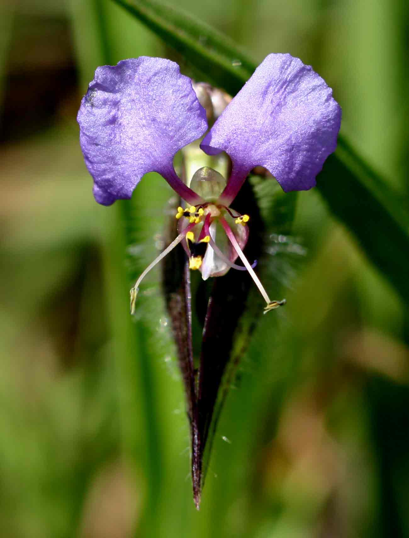 Commelina schweinfurthii subsp. ceciliae Commelina schweinfurthii subsp. ceciliae