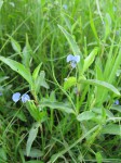 Commelina diffusa subsp. diffusa