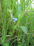 Commelina diffusa subsp. diffusa