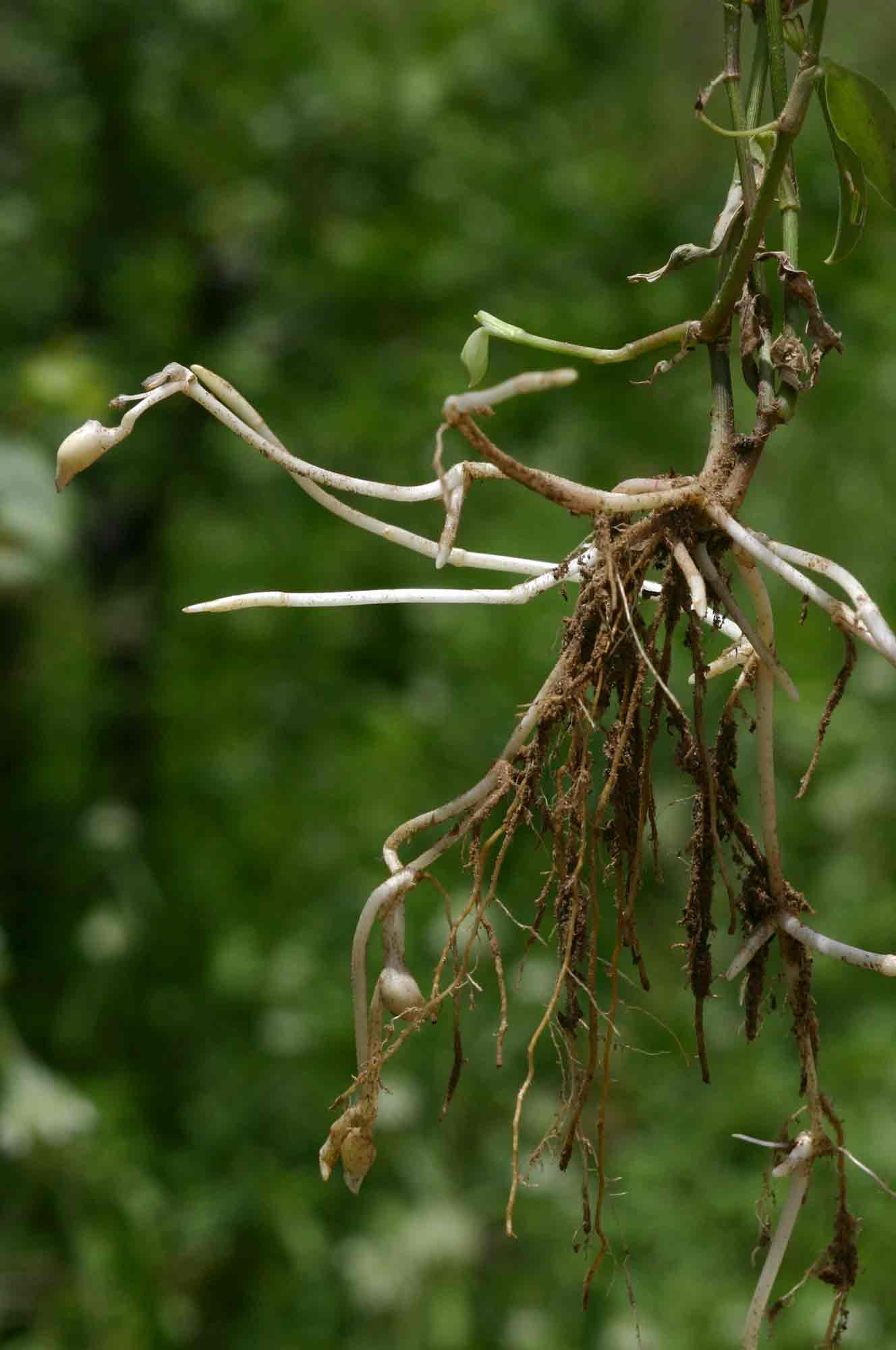 Commelina forskaolii Commelina forskaolii