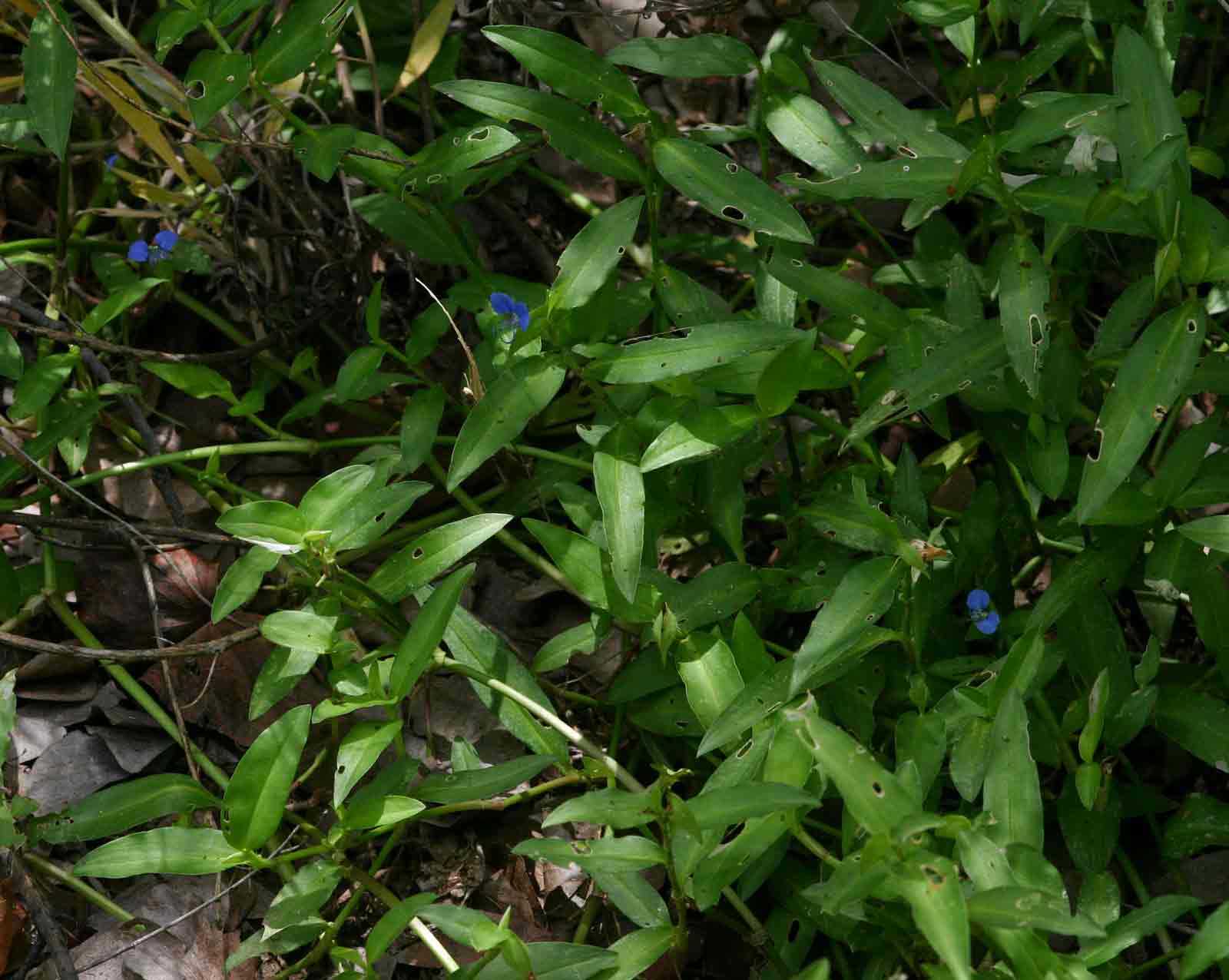 Commelina forskaolii Commelina forskaolii