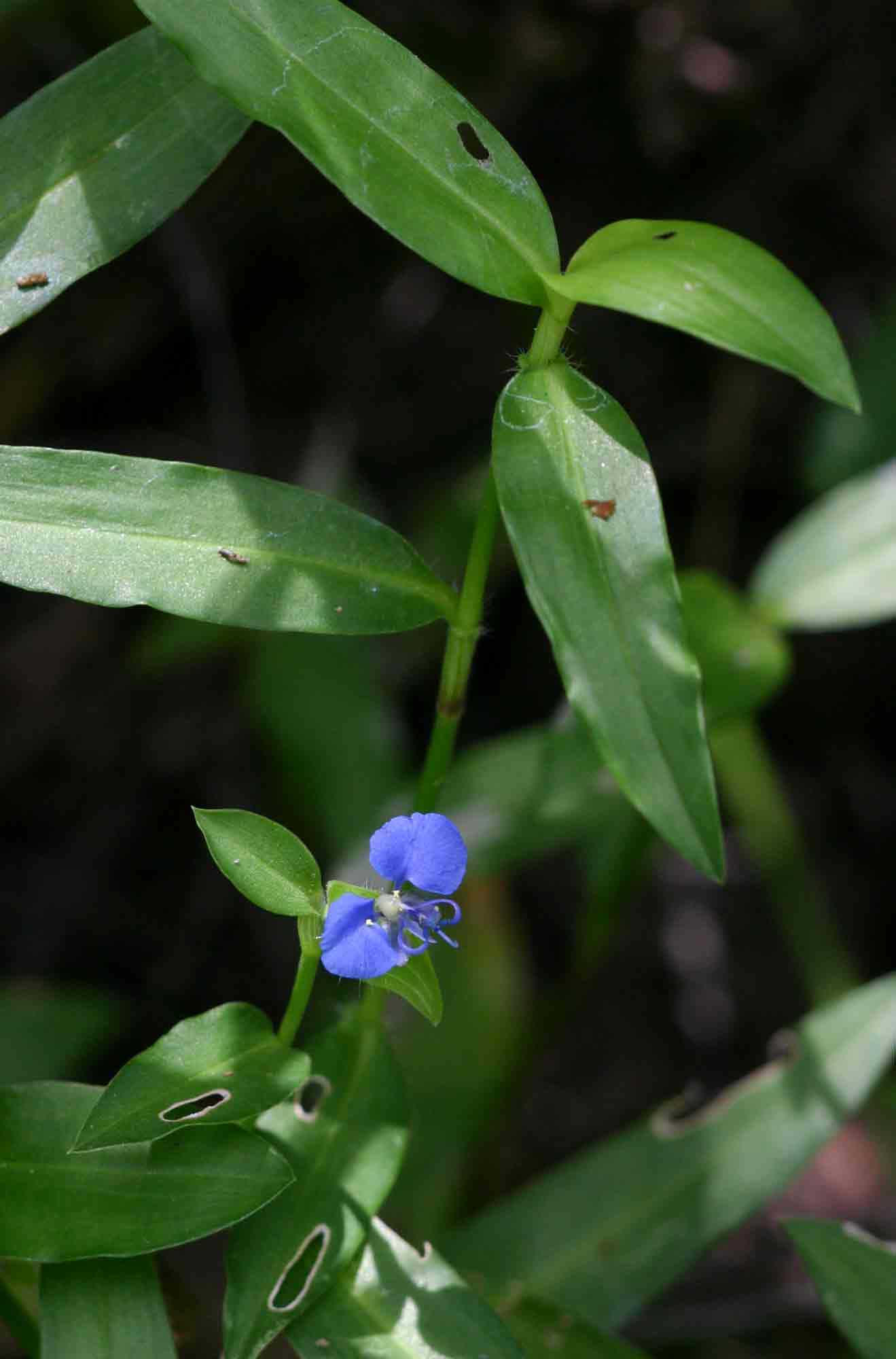 Commelina forskaolii Commelina forskaolii
