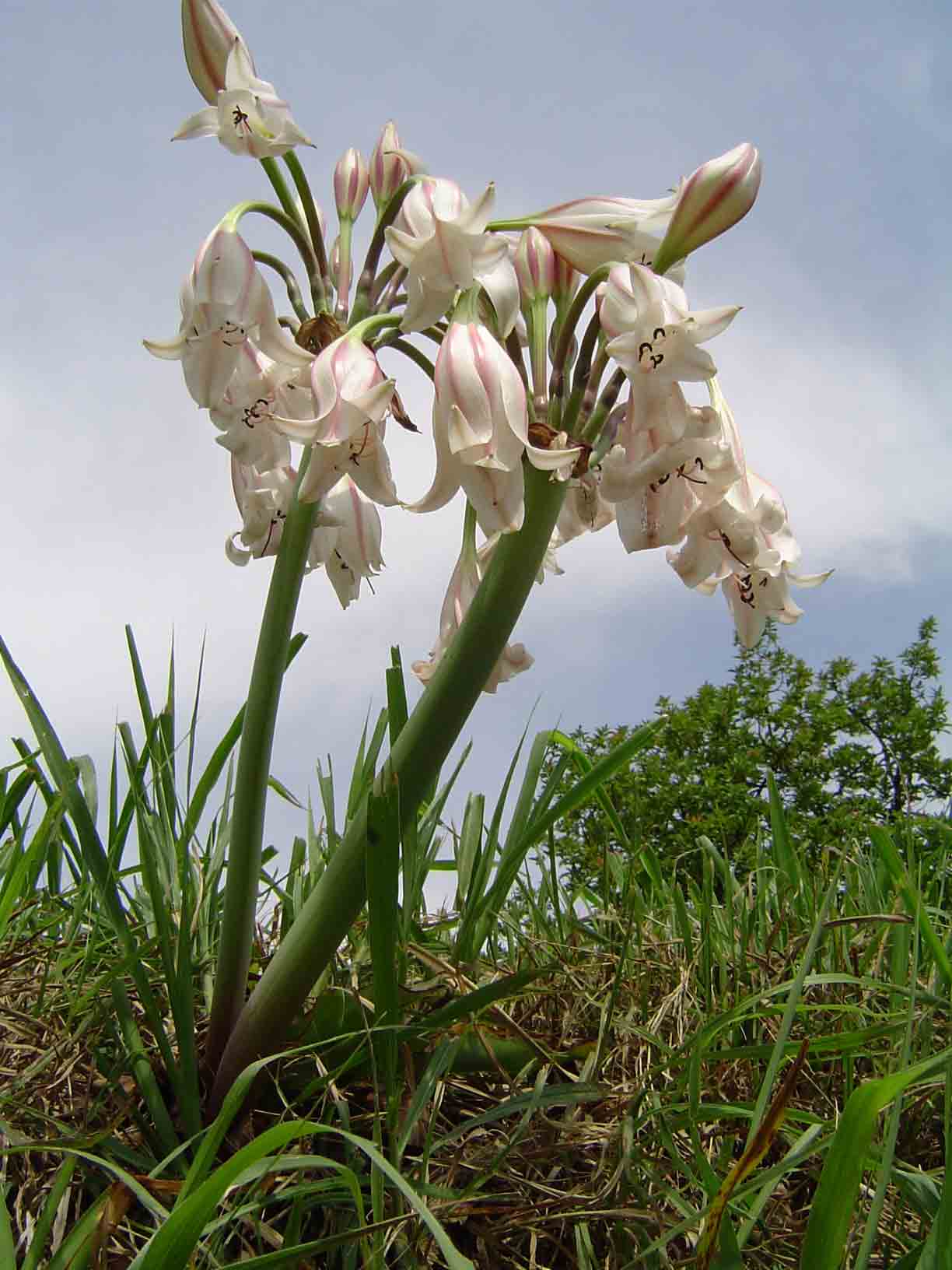 Crinum macowanii Crinum macowanii