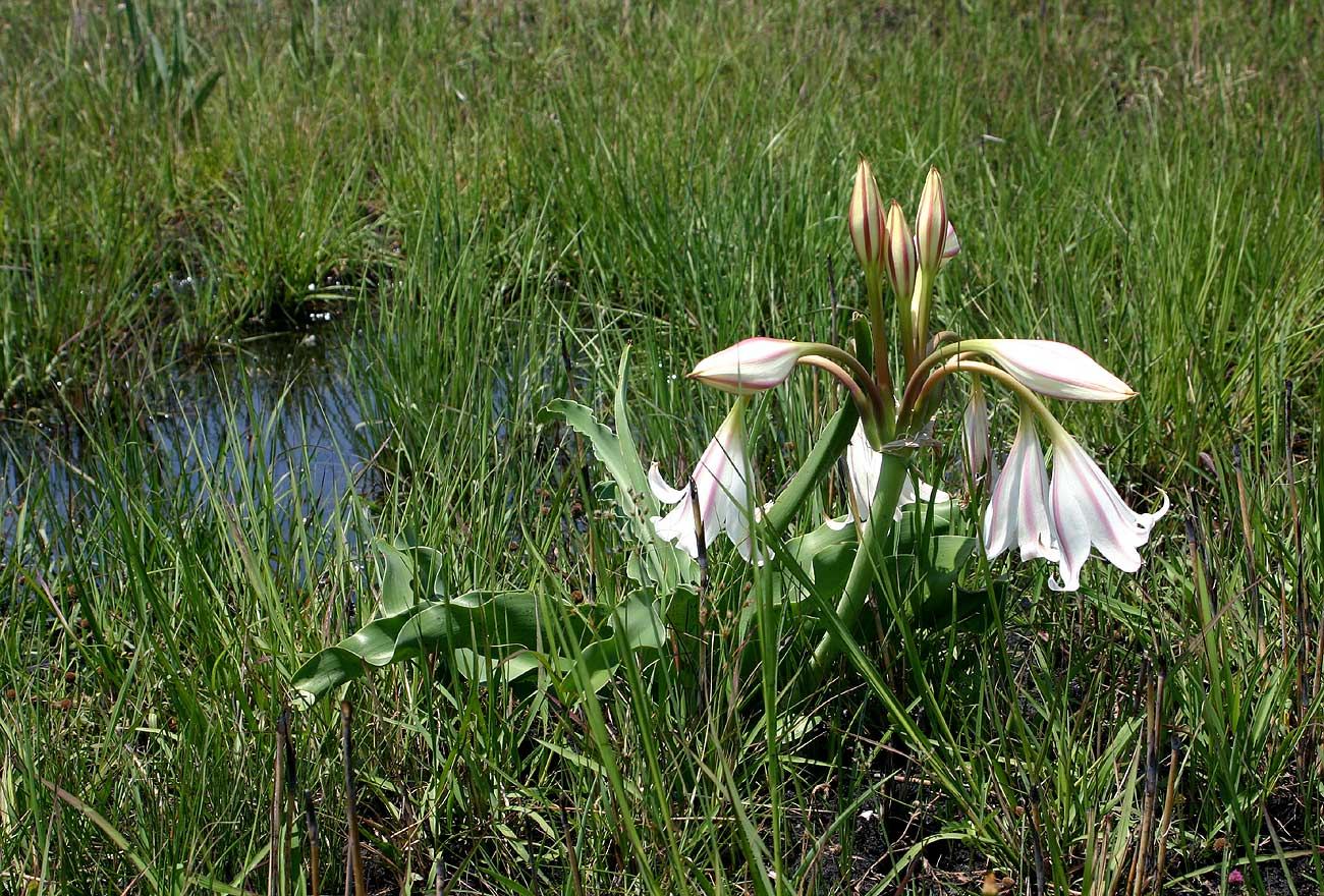 Crinum macowanii Crinum macowanii