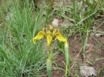 Ferraria glutinosa