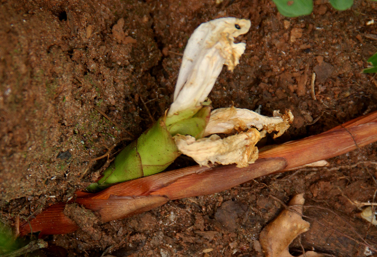 Aframomum albiflorum Aframomum albiflorum