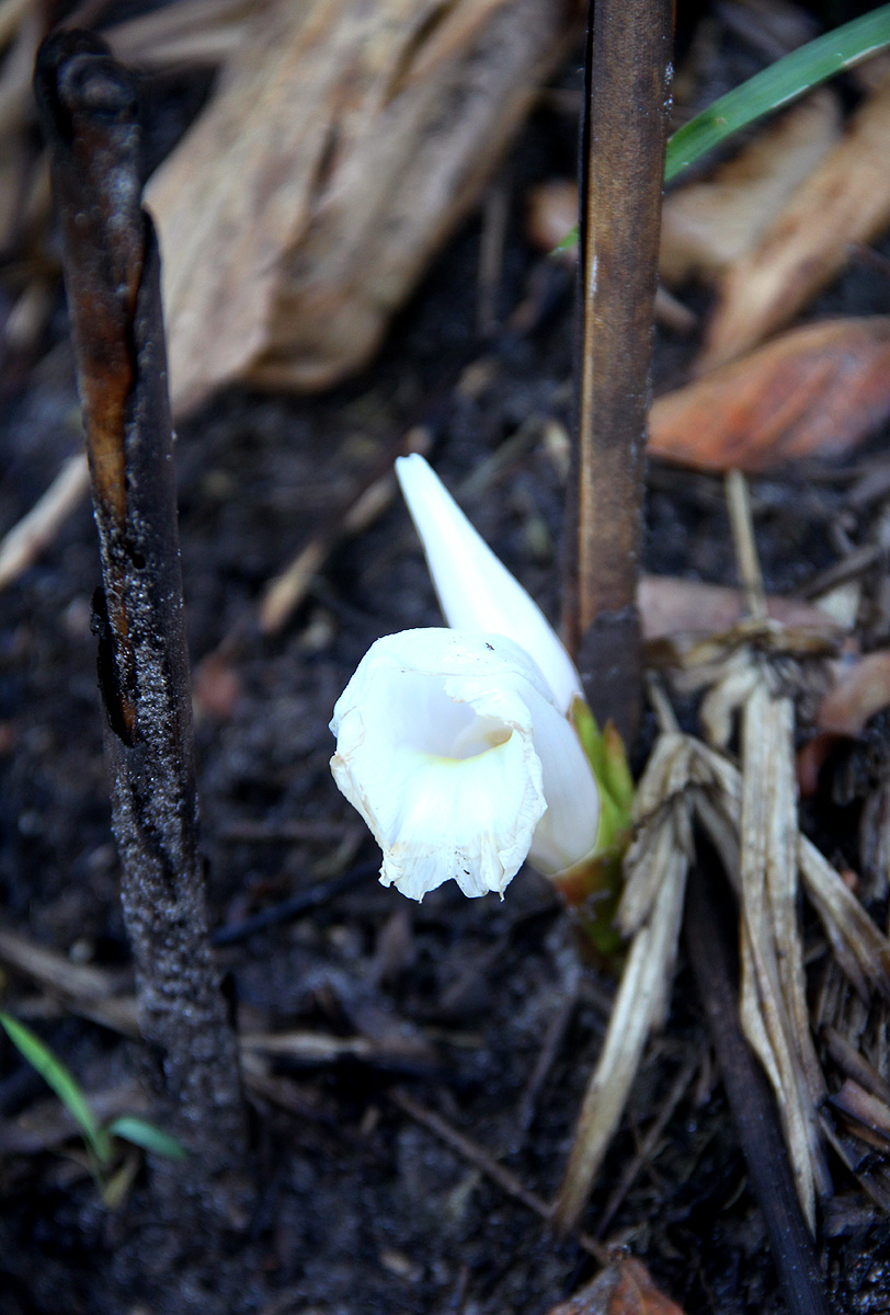 Aframomum albiflorum Aframomum albiflorum